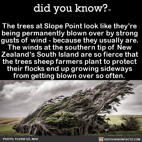 did-you-kno:  The trees at Slope Point look like they’re   being permanently blown