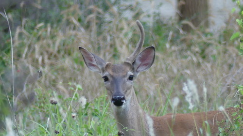 honeymushroom:finally got some better pictures of my favorite buck. mister unicorn