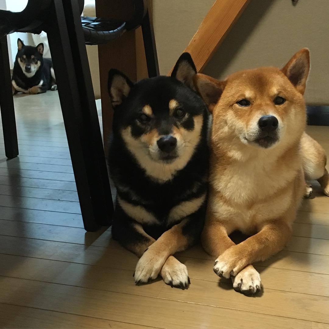 hinaosora:
“ あおくんによる強制儀式。ひなたもいるよ〜😳
#shiba #柴犬 #あおくんワールド
”