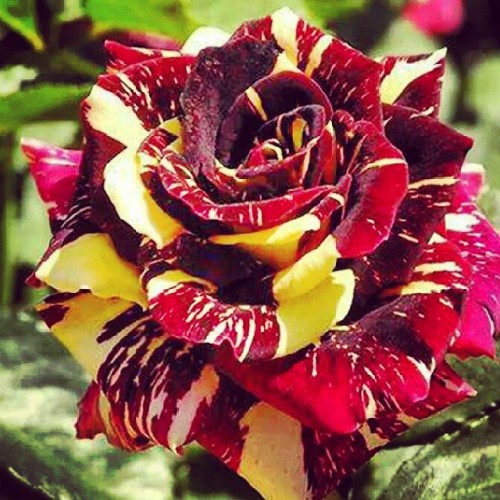 La rosa abracadabra&hellip; bellissima !!!#rose#best#2014#instabest#instabestcolor #instacolor #inst