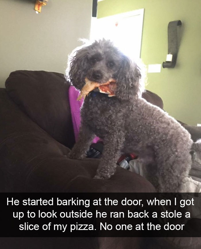 pr1nceshawn:Life With Dogs. This is why I love dogs :3 They’re so funny, cute,