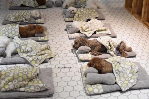 awesome-picz:  Photos Of Sleeping Pups In A Puppy Daycare Center Are Taking Over