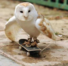 animal-factbook:  This is Simon the owl. He is basically the Tony Hawk (no bird reference intended) of the animal kingdom. His skateboarding skills are unparalleled and he has actually tried to gain entry to the X-games on several occasions. Due to the