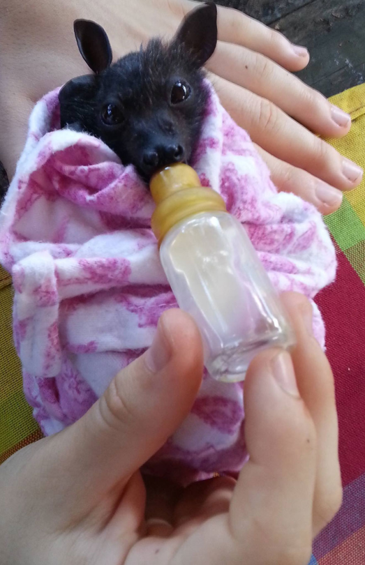 bloodstainbowbarnacle: paddysnuffles:  zooophagous:  g0dziiia:  makilikesflowers:  An angel  Wtf bats swim  Omfg  Here’s another little-known bat fact: Orphaned baby bats are often swaddled tightly like teeny burritos to mimic being cuddled by mom and