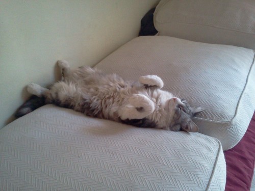 funfunfunblr: My cat is adorable, just look how he sleeps