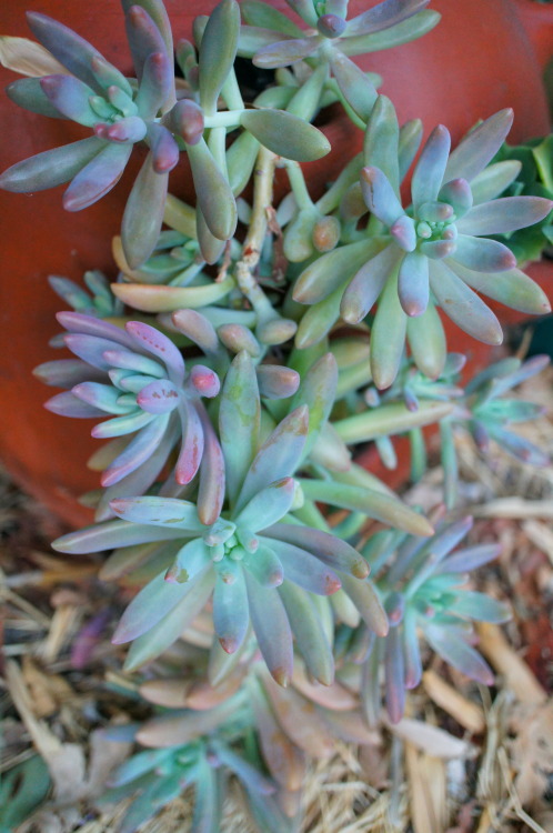 flora-file:  succulents in my garden (by porn pictures