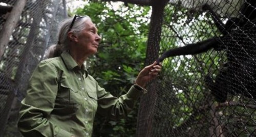 Anthropologist Jane Goodall: China is pillaging Africa like an old colonial powervia RawStoryChina i