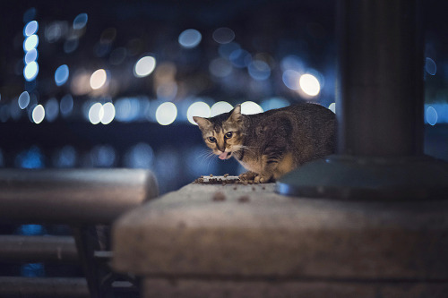 cloneCHUNG (Hong Kong) - Street Cat, 2015   Photography