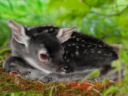  A very unusual genetic color variation in white-tailed deer — rarer even than albinism — produces all-black offspring in that species which are known as “melanistic” or “melanic” deer. 