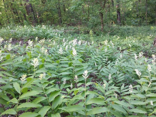 A Field of False Solomon’s Seal Maianthemum racemosum, the treacleberry, feathery false lily o