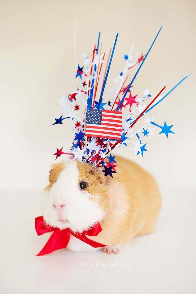 guineapiggies:  (via Bret P. Michaels)