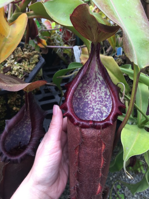 This Nepenthes densiflora x truncata has so many nice qualities; lovely deep red color, pixelated re