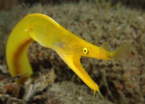 Switching color and sex—both part of life for the ribbon eel.This female ribbon eel began its 