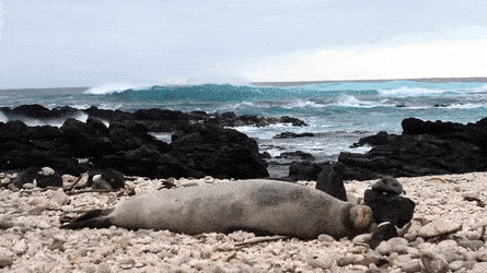 blondebrainpower:Monk Seal has a sneezing