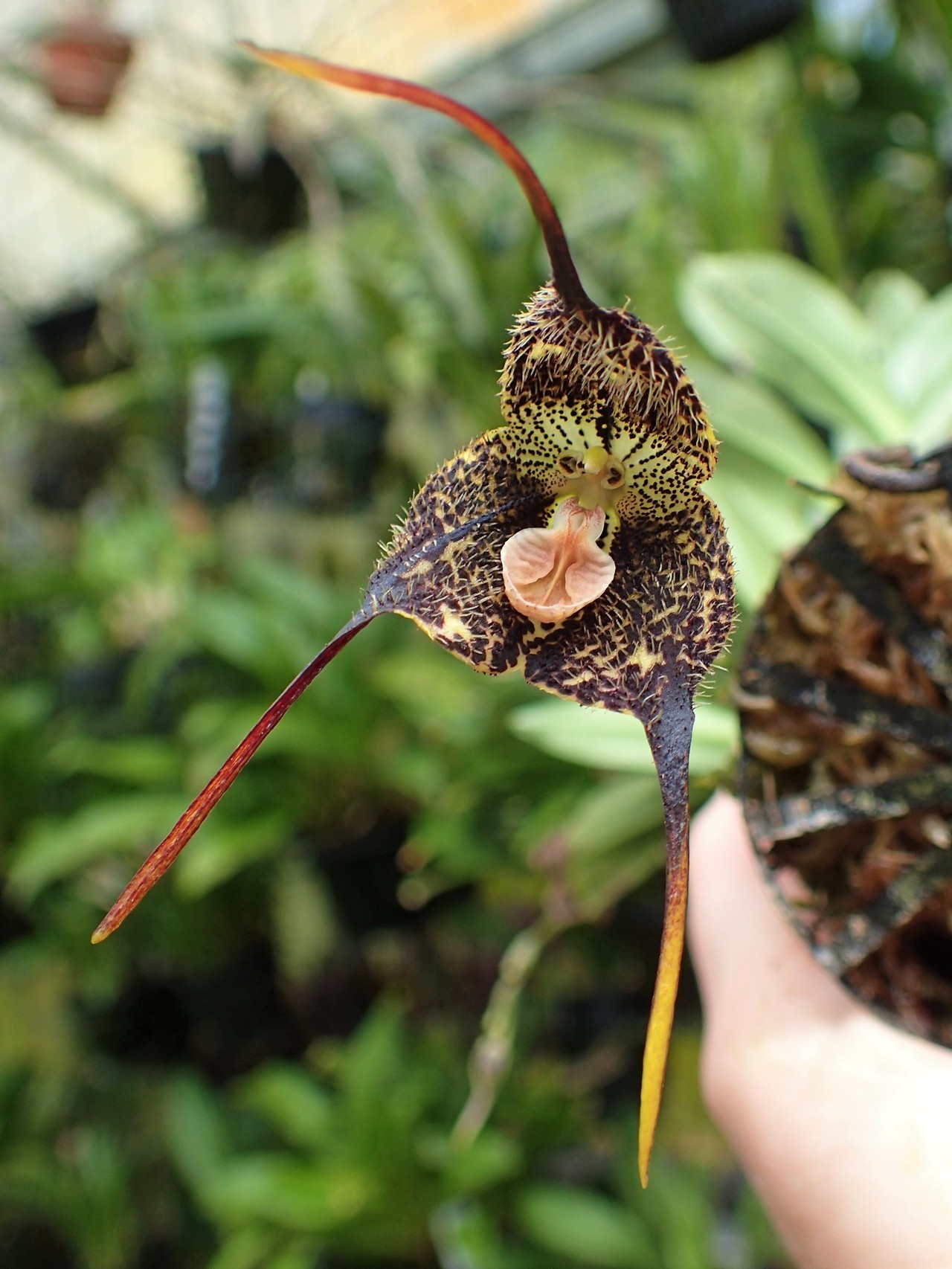 orchid-a-day: Dracula minax July 22, 2018  