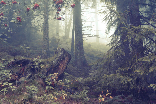 ancientdelirium:Foggy Woods in Black Forest (by alex WD)