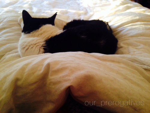 It’s true, I took the whole week off and this morning was spent cuddling with my kitty and wat