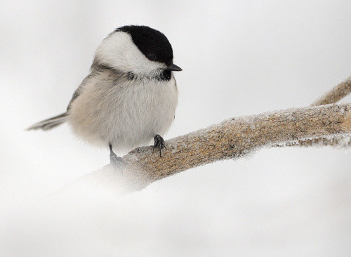 castiel-for-king:I don’t know if people having favourite wild birds is a thing…but my fave is Chicka
