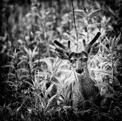 On, Dancer on Flickr.  Cades Cove, Smoky Mountains National Park