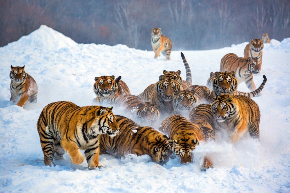 thecatspajama:Just some kitties playing in the snow. 