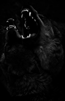 prurientone:  the giant wolf ’s yellow eyes blaze red while the orange full moon pales as he howls for her through the darkness of midnight 