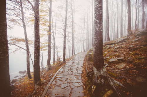 elenamorelli: { orange leaves and delicate mist }-an autumnal walk-