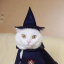 thewizardcatyt