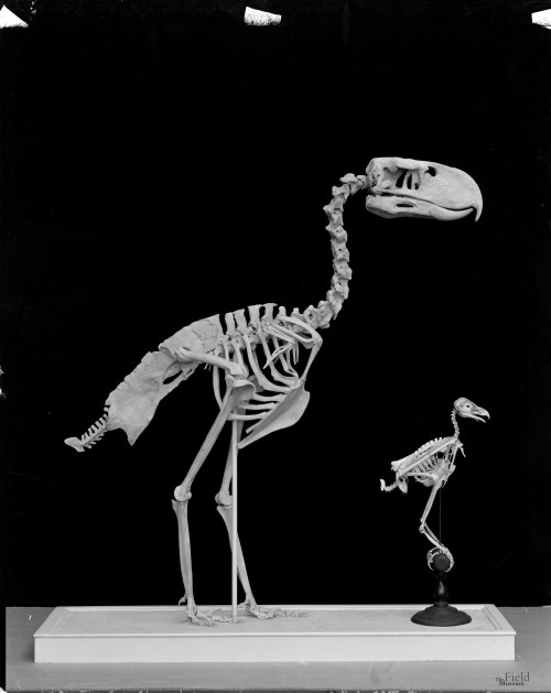 fieldmuseumphotoarchives:Happy 4th of July and Fossil Friday. Here we have an eagle compared to ever