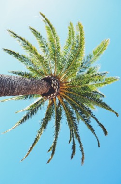 kalifornia-native:  Palm tree at Hearst castle Instagram- Dustin_Gil 