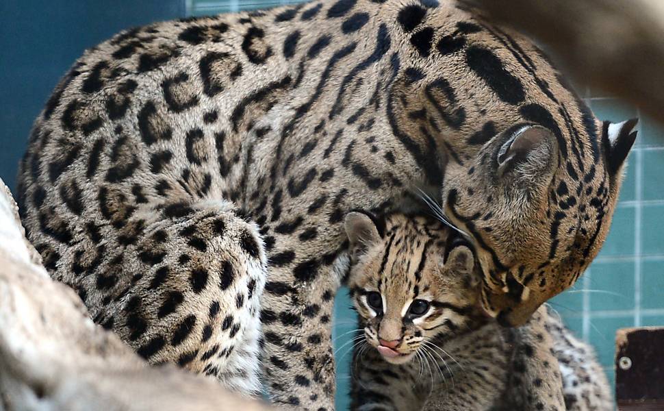 Filhote de jaguatirica com menos de dois meses de vida recebe carinho da mãe no Zoologischer Garten, na Alemanha: http://uol.com/btdf9k
Foto: Britta Pedersen/AFP