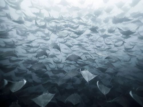 asapscience:“A large school of mobula rays fades into the waters of Baja, Mexico. “The rays were mov