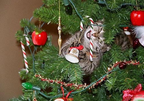 awesome-picz:   Cats Helping Decorate Christmas Trees. 