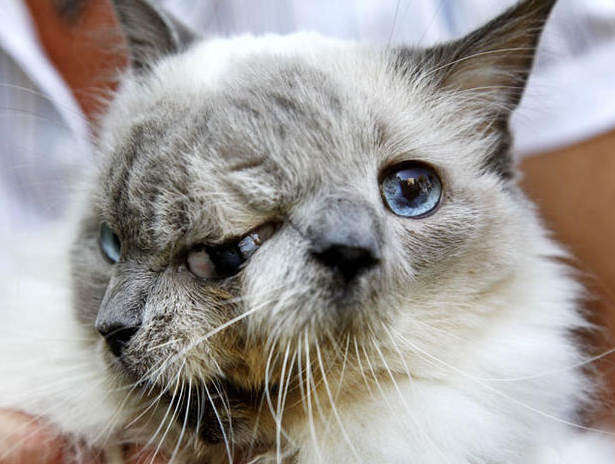 sixpenceee:Frank and Louie, the adorable two-faced cat As described as CBS news 