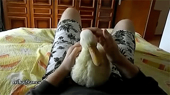 kiwious-deactivated20180313:  I Are Cute Duckling AWW & I Am a Cute Duck AWW 