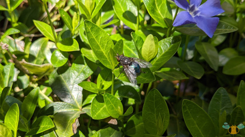 Blue Blowfly - Calliphora vicinaToronto went and had an early day of spring this past weekend with 1