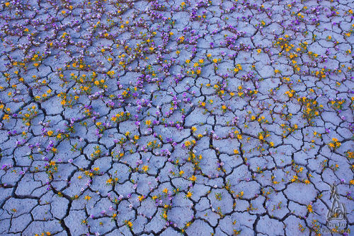 nevver:  Badlands in bloom, Guy Tal 