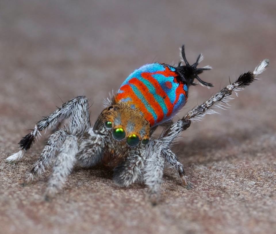 sixpenceee:Two new species of peacock spiders have been discovered in southeast Queensland,