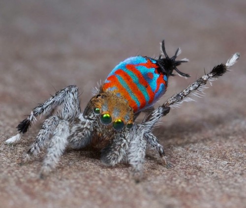 sixpenceee:Two new species of peacock spiders have been discovered in southeast Queensland, Australia, one appearing with vivid reds and blues while the other’s details exist in stark black and white. Peacock spiders, named after their bright patterns