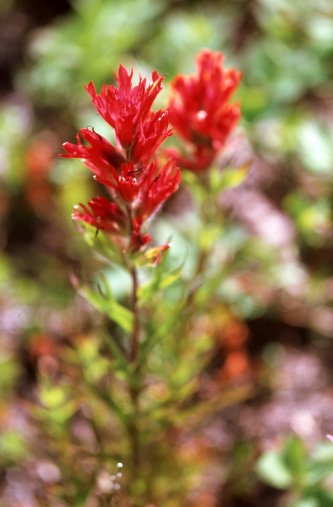 indian paintbrush wildflower