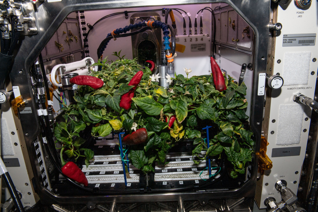 Fresh chile peppers are pictured growing inside the International Space Station's Advanced Plant Habitat shortly before being harvested. Credit: NASA