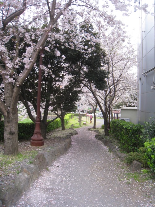 the-picturesque-earth: Spring (cherry blossom season) Jeju Island; South Korea