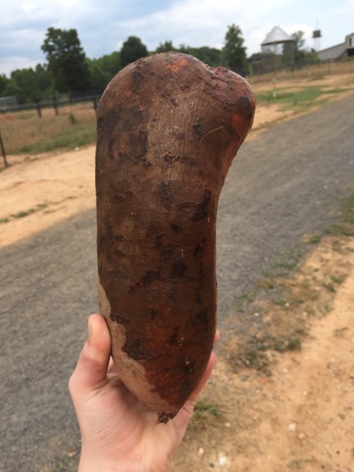 Look how big this sweet potato I got wasthe internet is so cute honestly like look someone submitted