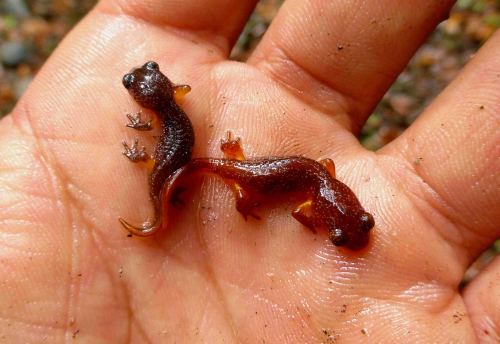 waterbody:ensatina salamanders (Ensatina eschscholtzii)Santa Clara county CA, Nov. 2014 / ZS25 /