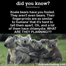 did-you-kno:  Koala bears have you fooled.