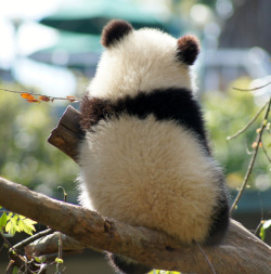 fictionspulp:   Giant panda cub Xiao Liwu