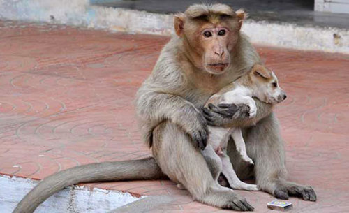 This monkey found a homeless puppy living on the street and decided to adopt him as his own. source Follow us on Instagram images via dailymail onegreenplanet  sentientanimals