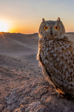 sundxwn:  Eye contact! by Mohammad Alameer 