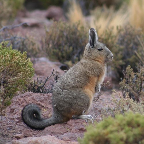 Squirrel or rabbit? Neither! It’s the southern viscacha (Lagidium viscacia).This rodent lives in S