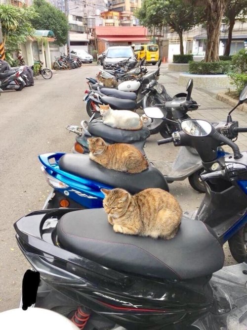 lord-kitschener: awwcutefuzzyanimals: Just joined a gang a scooter gang