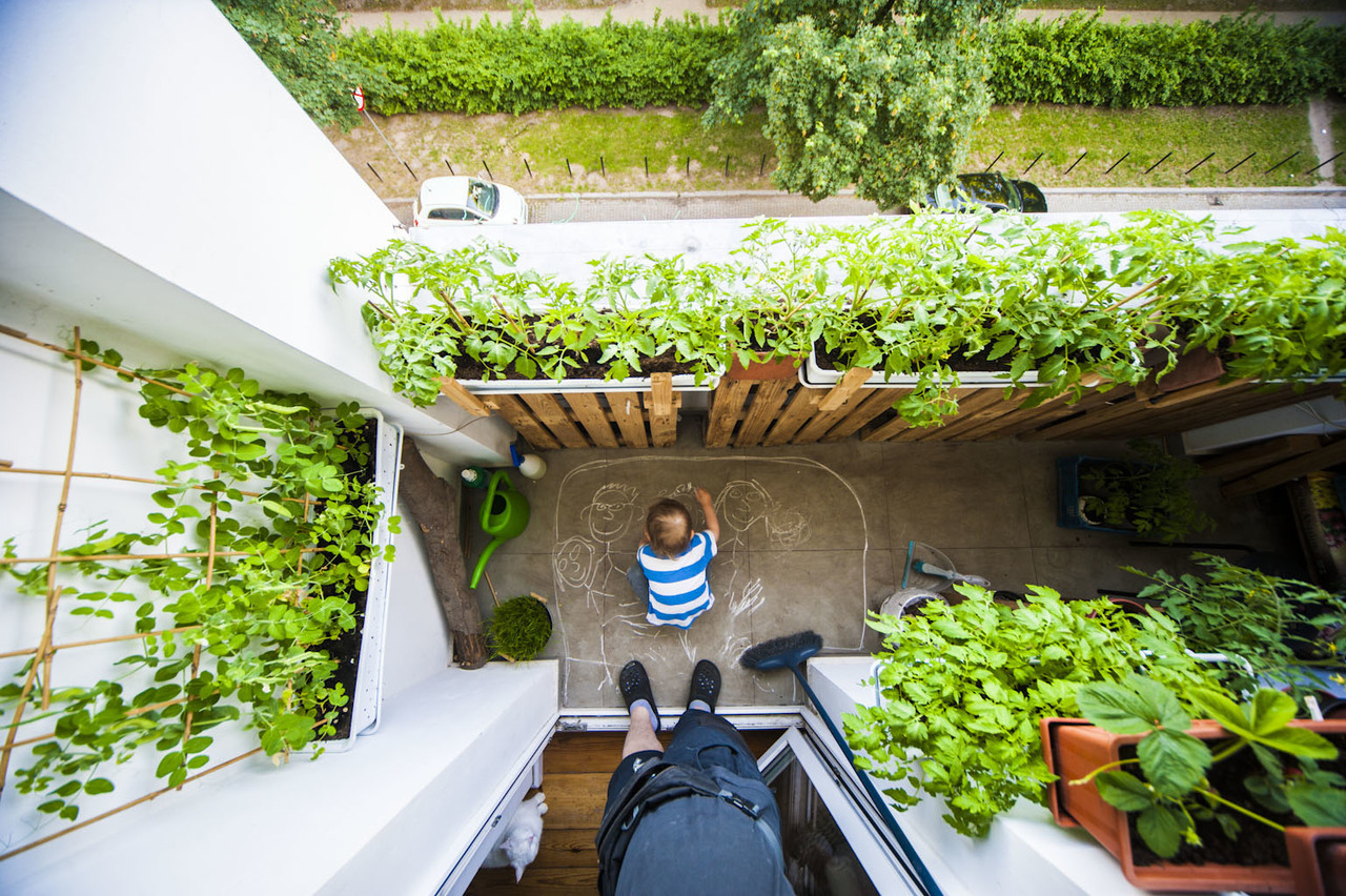 Balcony gardening in the city centre. Tomatoes.